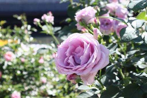 バラの花 薔薇,バラ,花の写真素材