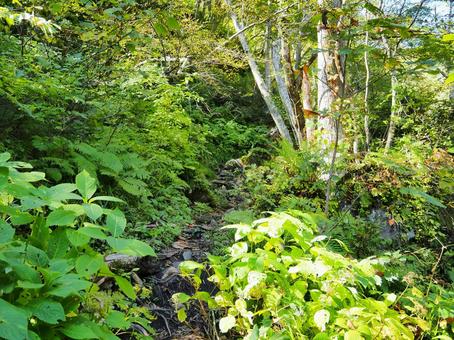山道35 山道35 山,山道,山の中の写真素材