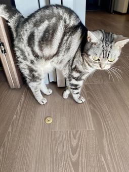 背中まんまる猫ちゃん 背中まんまる猫ちゃん 家猫,アメショ,グレーの写真素材