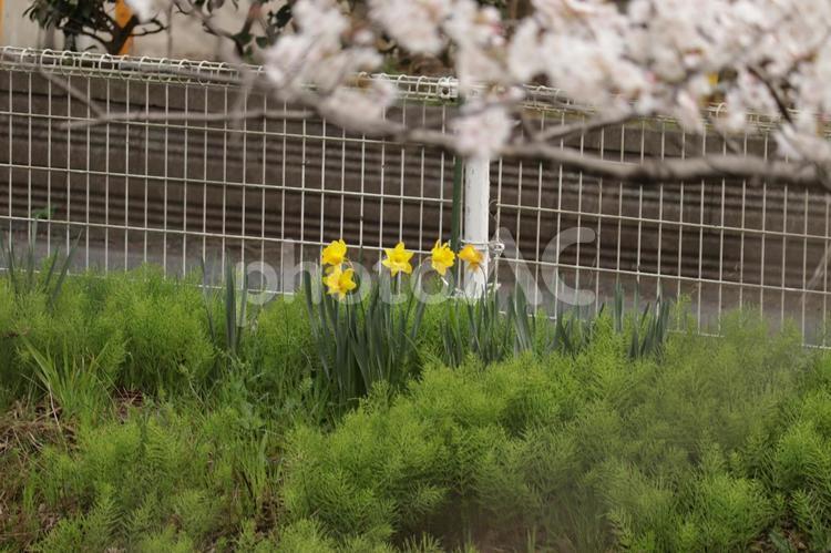 ボカシ撮りの桜の下に鮮やかな黄水仙 桜,ソメイヨシノ,満開の写真素材