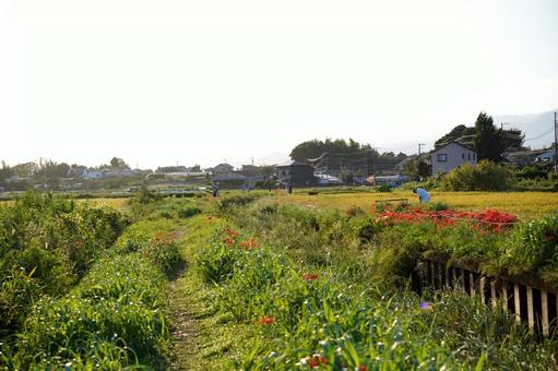 のどかな田園風景と彼岸花 のどかな田園風景と彼岸花 神奈川県,寒川町,小出川の写真素材