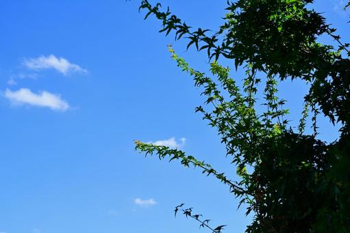 夏の木漏れ日 夏の木漏れ日 木,自然,風景の写真素材