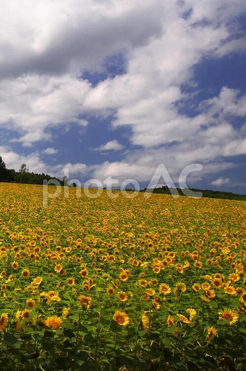 北竜町のひまわり畑 ひまわり畑,旅行,夏の写真素材