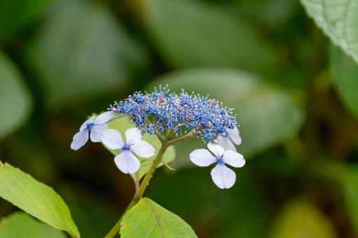 青白く輝く額紫陽花 青白く輝く額紫陽花 額紫陽花,花,花びらの写真素材