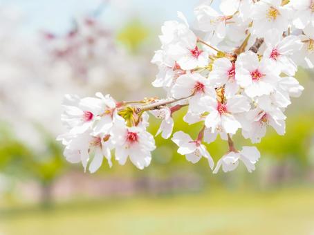 さくら さくらの写真