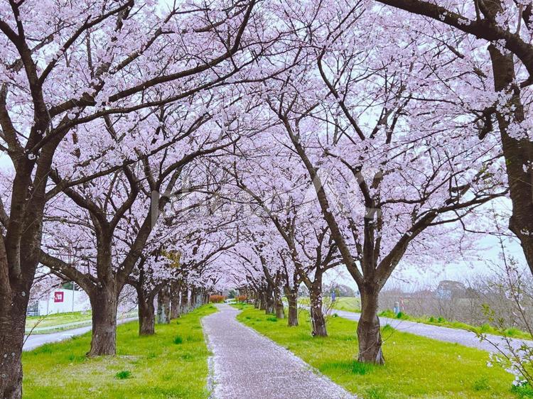 綺麗な桜並木 桜並木,サクラ,利根川堤防の写真素材