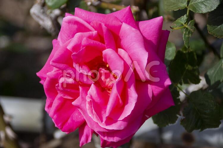 薔薇　つるマリアカラス 薔薇,つるマリアカラス,バラの写真素材