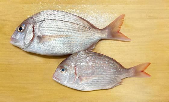 釣りたて 新鮮な鯛 釣りたて 新鮮な鯛 鯛,タイ,魚の写真素材