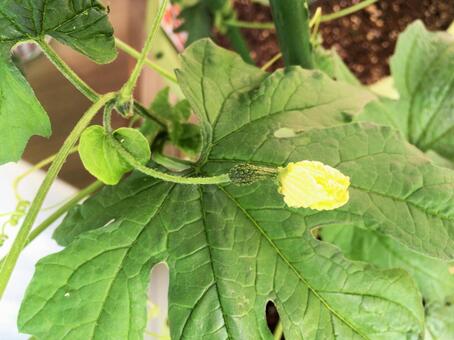 Small bitter gourd, panggang gourd, nigauri, lei, JPG