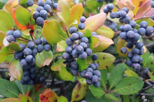 ブルーベリーに似てるけど 車輪梅の実,植物,自然の写真素材