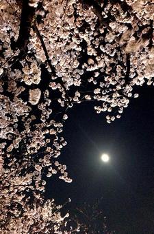夜桜 夜桜の写真
