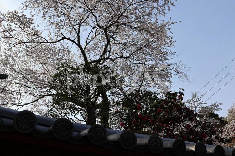 ４月上旬の四国八十一番霊場白峯寺の桜の花 背景,桜,花の写真素材
