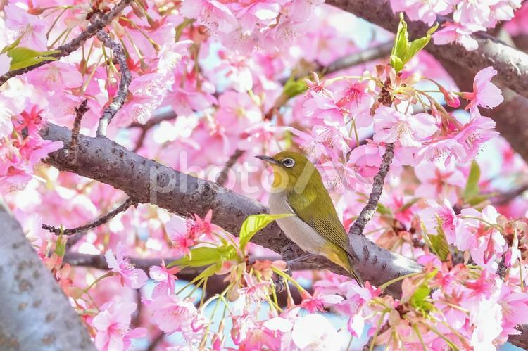 メジロと梅 メジロ,目白,鳥の写真素材