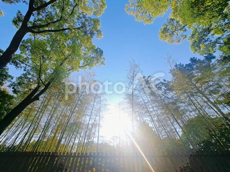 西日が差し込む竹やぶ 竹やぶ,竹藪,生命力の写真素材