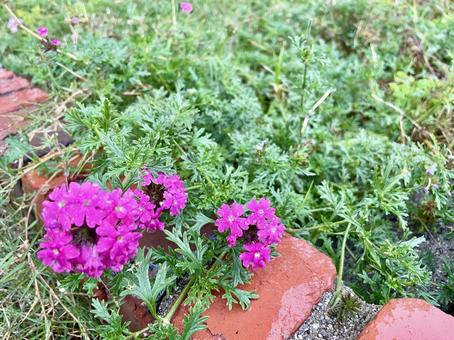 花壇 雨,花壇,花の写真素材