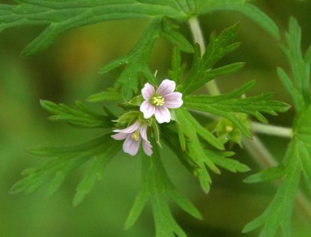 アメリカフウロ アメリカフウロ,亜米利加風露,アメリカフウロソウの写真素材
