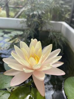 スイレン スイレン 植物,緑,睡蓮の写真素材