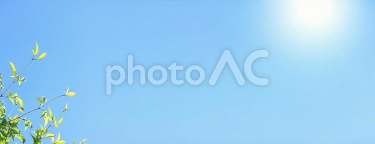 空植物素材65ワイド 空,太陽,夏の写真素材