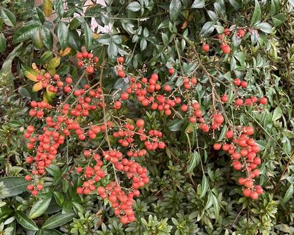 植物★南天（ナンテン） 花,南天,ナンテンの写真素材