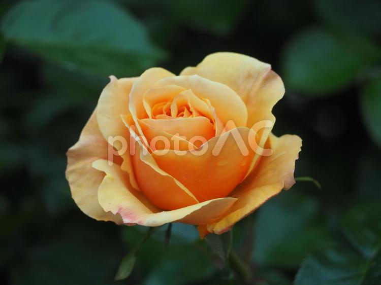 薔薇　アプリコットオレンジ　咲き始め バラ,ばら,薔薇の写真素材