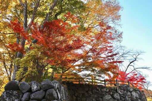 紅葉　長野県　懐古園 紅葉,長野県,懐古園の写真素材