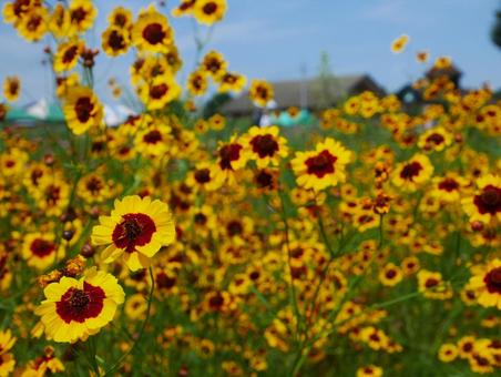 Coreopsis, JPG