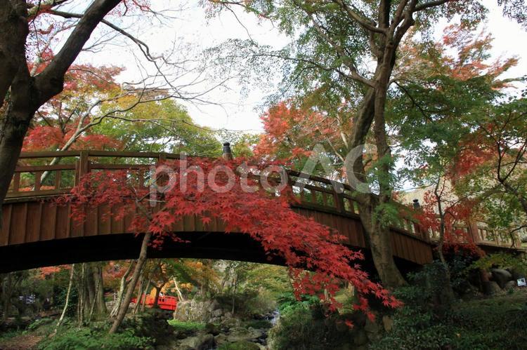 秋の風景 クローズアップ,色,屋外での写真素材