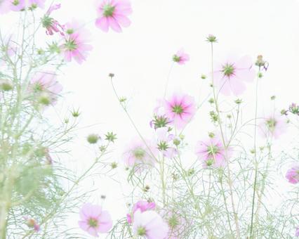 Cosmos flowers on white background low angle high key tone, JPG