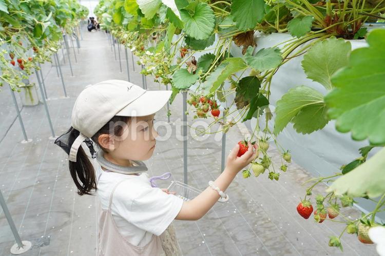 いちご狩りをする小学生の女の子 いちご狩り,いちご,ビニールハウスの写真素材