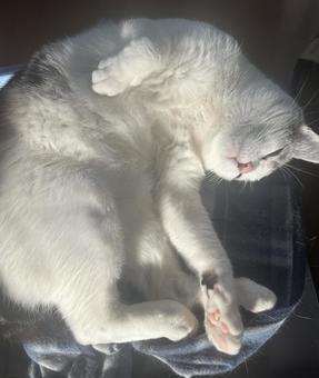 丸まって昼寝する猫 猫,ネコ,ねこの写真素材