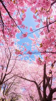  SP 桜満開の写真