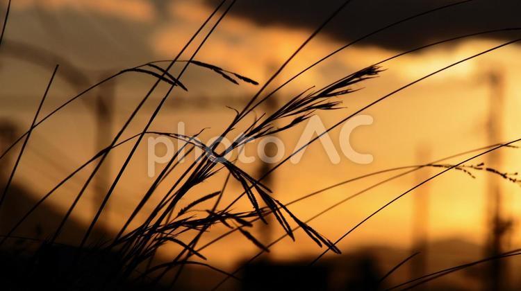 農村の秋の夕暮れ、風情ある！ 夕暮れ,秋,自然の写真素材