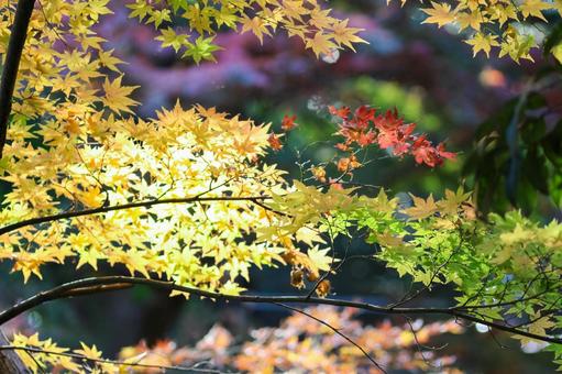 秋の気配・色づく紅葉 秋の気配・色づく紅葉 紅葉,秋,モミジの写真素材
