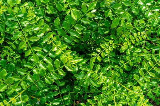 夏のシマトネリコの苗 夏のシマトネリコの苗 シマトネリコ,苗,植物の写真素材