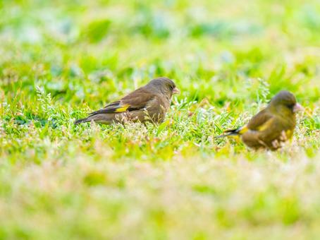 地面を歩くカワラヒワ カワラヒワ,野鳥,鳥の写真素材
