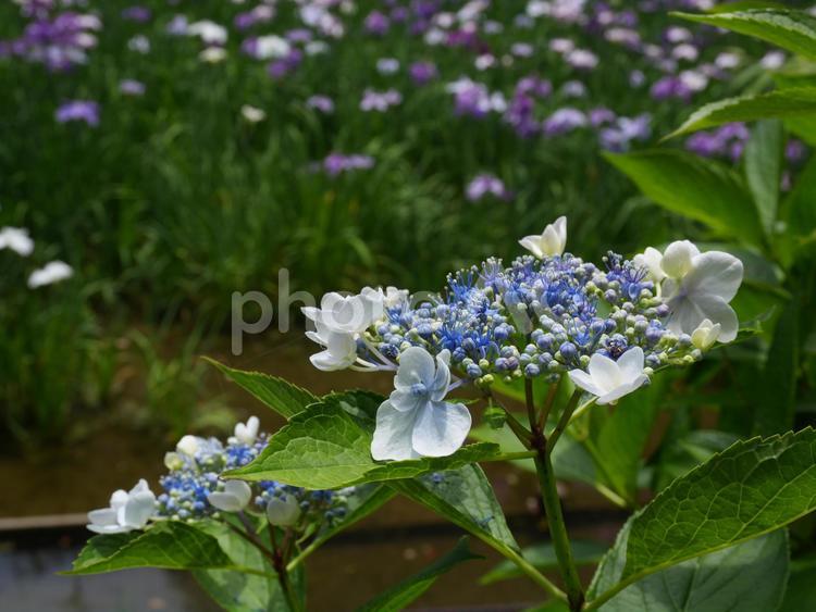 公園のアジサイ【ガクアジサイ】 アジサイ,紫陽花,ガクアジサイの写真素材