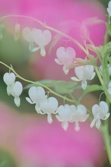 ケマンソウ ケマンソウの写真