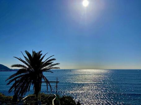 椰子と日差しと碧い海 海,海辺,ヤシの木の写真素材