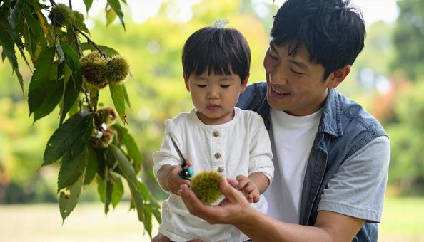 栗拾いをする日本人の親子 栗拾いをする日本人の親子の写真
