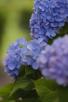 紫陽花 紫陽花の写真
