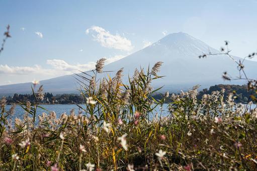 秋の河口湖 ススキ越しの富士山 秋の河口湖 ススキ越しの富士山の写真