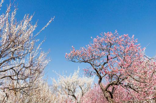 青空に映える満開の紅梅と白梅 梅,迎春,梅の花の写真素材