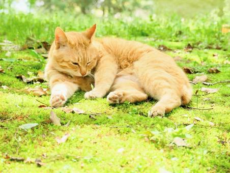 猫 猫の写真