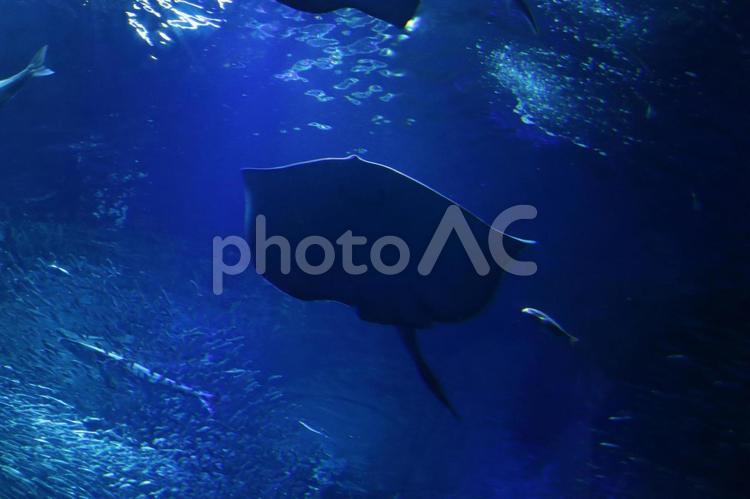エイと魚の群れ 水族館,エイ,魚の写真素材