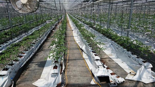 トマト低段栽培 トマト低段栽培 低段栽培,トマト,植物の写真素材