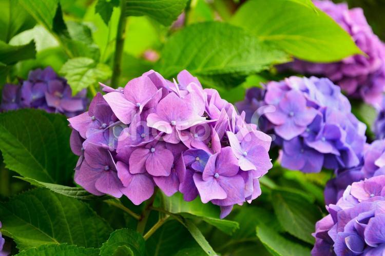きれいな紫色のアジサイ あじさい,アジサイ,紫陽花の写真素材