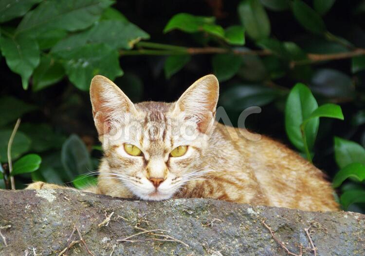 ネコ　　ねこ　猫　野良猫 ネコ,ねこ,猫の写真素材
