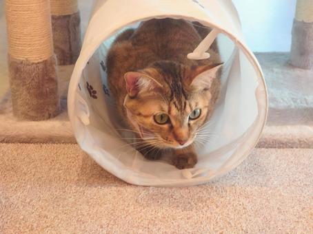 A cute cat absorbed in play, JPG A cute cat absorbed in play, JPG