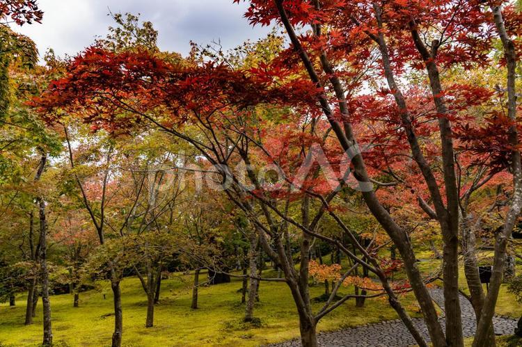 秋の箱根散策 紅葉,もみじ,モミジの写真素材