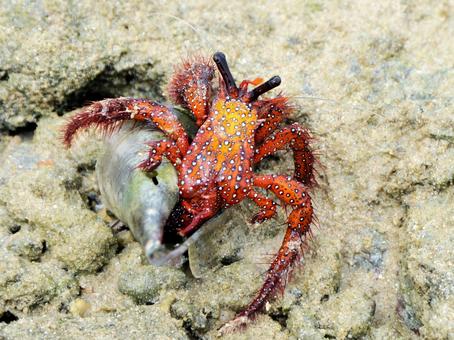 コモンヤドカリ コモンヤドカリ コモンヤドカリ,やどかり,ヤドカリの写真素材